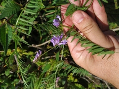Vicia cracca