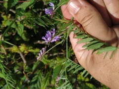 Vicia cracca
