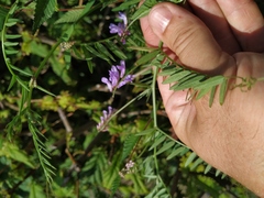 Vicia cracca