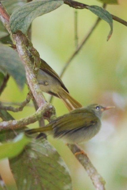 Red-Throated Sunbird