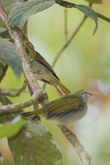 Red-Throated Sunbird photo 1