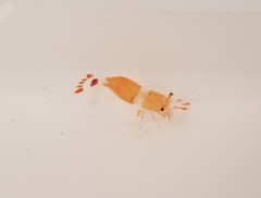 Hippolyte coerulescens