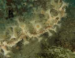 Zoantharia