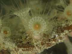 Zoantharia