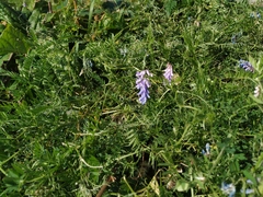 Vicia cracca
