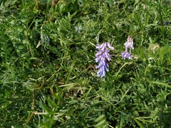 Vicia cracca