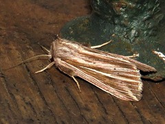 Mythimna rubrescens
