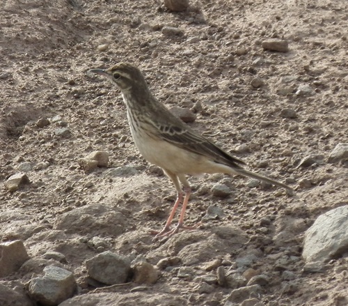 Anthus nicholsoni