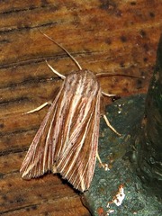 Mythimna rubrescens