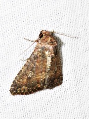 Condica capensis
