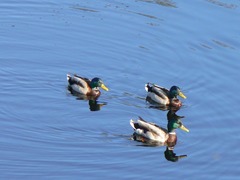 Anas platyrhynchos