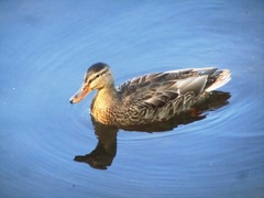 Anas platyrhynchos