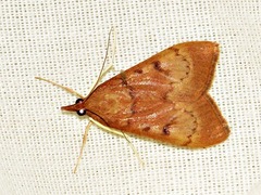 Uresiphita gilvata