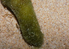 Cymodoceaceae