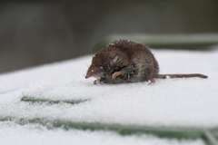 Crocidura russula