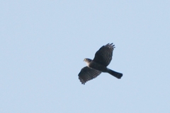 Accipiter gularis