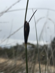 Schoenus nigricans