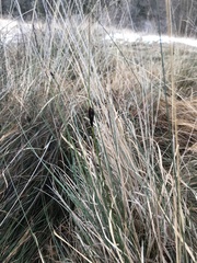 Schoenus nigricans