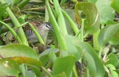 Hapalocrex flaviventer