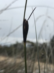 Schoenus nigricans