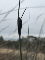 Schoenus nigricans
