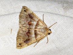 Dysgonia angularis
