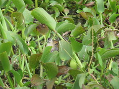 Hapalocrex flaviventer