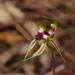 Small Spider-Orchid - Photo (c) Reiner Richter, some rights reserved (CC BY-NC), uploaded by Reiner Richter