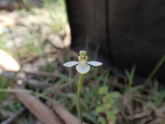 Caladenia prolata