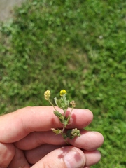 Medicago lupulina