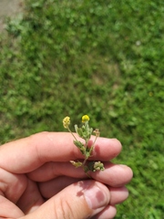 Medicago lupulina