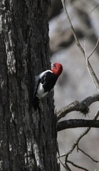 Melanerpes erythrocephalus