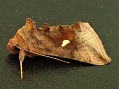 Autographa metallica