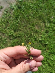 Medicago lupulina