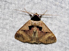 Anoba atriplaga
