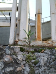 Senecio viscosus