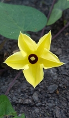 Ipomoea ochracea