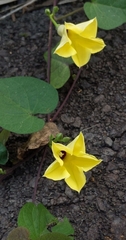 Ipomoea ochracea