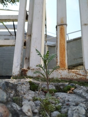 Senecio viscosus