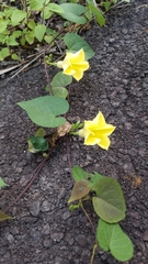 Ipomoea ochracea