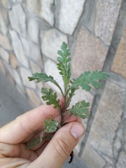 Senecio viscosus