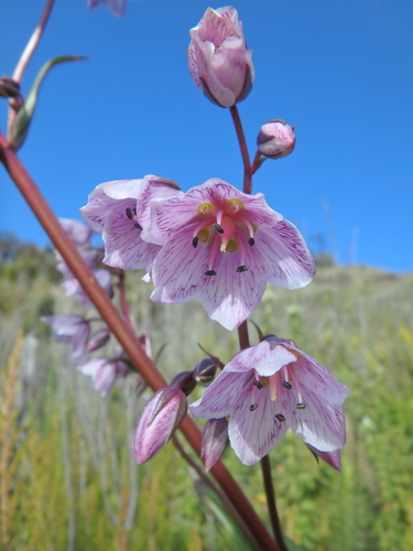 Swertia kilimandscharica