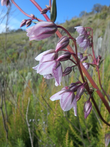Swertia kilimandscharica
