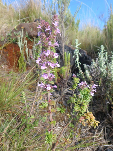 African Whitweed