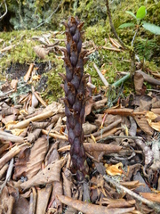 Xylanche himalaica