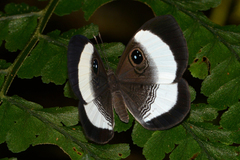 Mesosemia judicialis