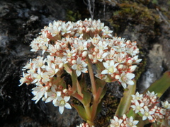 Crassula alba alba