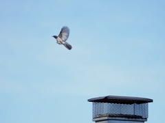 Aphelocoma californica