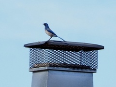 Aphelocoma californica