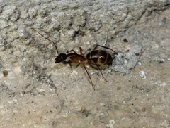 Camponotus sexpunctatus